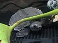 Carettochelys insculpta à carapace molle