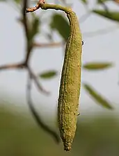 Fruit