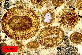 Oosparite