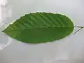 Feuille.