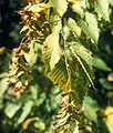Fruits.