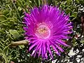 Carpobrotus acinaciformis (L.) L. Bolus