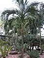 Carpoxylon macrospermum.