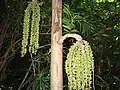 Palmier Caryota mitis
