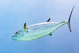 Vue arrière.