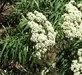 Cassinia trinerva.
