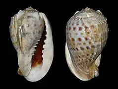 Cassis tessellata