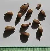 fruits