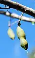 Fruit