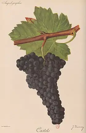 Castets (cépage)