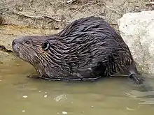 Un castor canadien.
