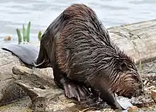 Castor du Canada (Castor canadensis), à large queue plate.
