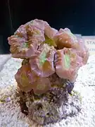 Caulastraea furcata.