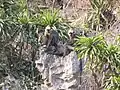 Trachypithecus poliocephalus au Parc National de Cát Bà, Viêt Nam.