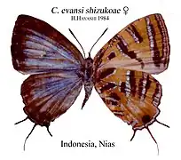 Catapaecilma evansi