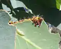 Chenilles sur une feuille d'eucalyptus