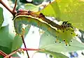 Chenille sur une feuille d'eucalyptus