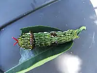 Chenille avec son osmeterium sorti