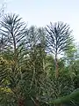 Cathaya argyrophylla.