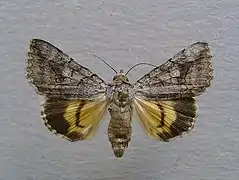 Catocala mariana