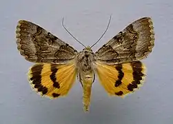 Catocala neonympha