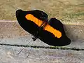 Catonephele.orites