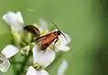 Cauchas rufimitrella (Scopoli, 1763)