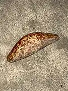 Caudina arenicola