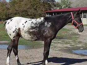 Un cheval à la réserve des Nez-Percés