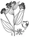 Ceanothus americanus.