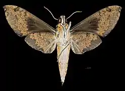 Cechenena helops helops Revers MHNT
