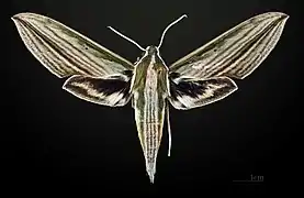 Cechenena lineosa ♂ MHNT