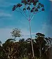 Cecropia pachystachya (it).