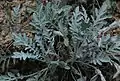 Plant de Centaurea niederi en extérieur.