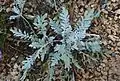 Plant de Centaurea niederi en extérieur.