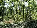 Zone forestière.