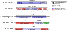 Représentation schématique de la structure de l'ADN centromérique