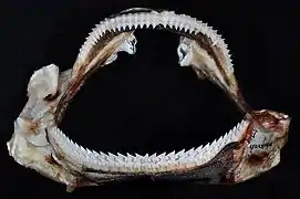 Mâchoire.