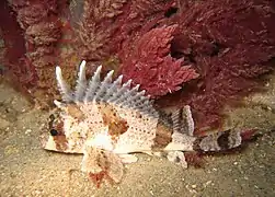Centropogon australis, un Tetrarogidae.