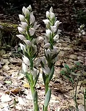 C. cucullata