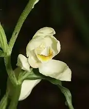 C. damasonium