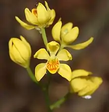 C. falcata