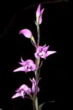 Inflorescence
