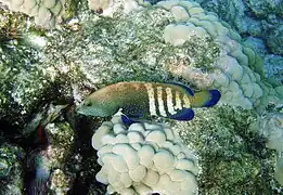 à Kona