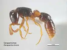 Lioponera brevis.