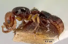 Lioponera gilesi.