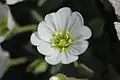 Fleurs