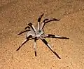 Cerbalus aravaensis.