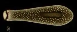 Cercyra hastata (Cercyridae, Maricola)
