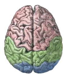 Les 2 hémisphères du cerveau vus de dessus.